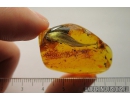 Big 23mm! Nice Leaf was cut by caterpillar. Fossil inclusion in Baltic amber #8305