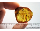 Very nice, Big 30mm! Leaf Print. Fossil inclusion in Baltic amber #8306
