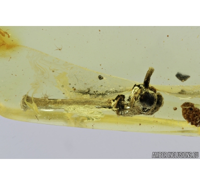 Small Fruit. Fossil inclusion in Baltic amber #8307