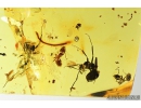Snail Shell Gastropoda, Ants, Bud and More. Fossil inclusions in Baltic amber #8309