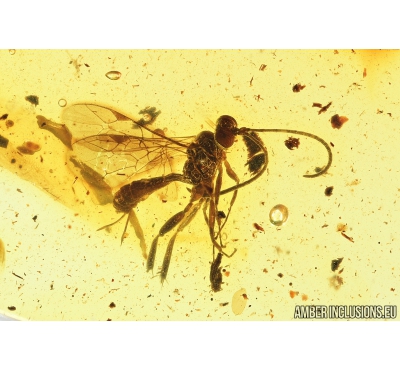 Ichneumonidae, Ichneumon Wasp. Fossil insect in Baltic amber #8311