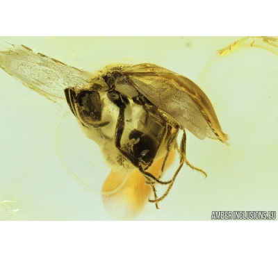 Winged Ant, Hymenoptera. Fossil inclusion in Baltic amber #8312