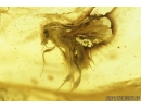 Hymenoptera, Braconidae, Wasp. Fossil insect in Baltic amber #8315