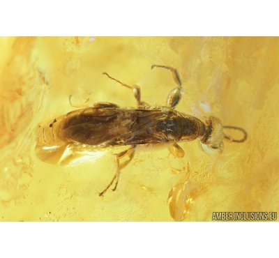 Rare Wasp, Hymenoptera, Bethylidae . Fossil inclusion in Baltic amber #8317