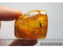 Rare Wasp, Hymenoptera, Bethylidae . Fossil inclusion in Baltic amber #8317
