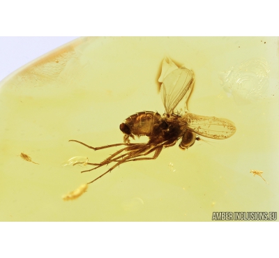 Long-legged fly, Dolichopodidae with Two Aphids and Beetle Larva. Fossil inclusions in Baltic amber #8318