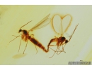 Sciaridae, Dark-Winged fungus gnats Mating (Copula). Fossil inclusions in Baltic amber #8319