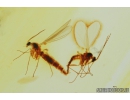 Sciaridae, Dark-Winged fungus gnats Mating (Copula). Fossil inclusions in Baltic amber #8319