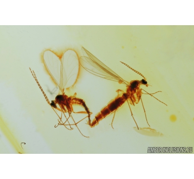 Sciaridae, Dark-Winged fungus gnats Mating (Copula). Fossil inclusions in Baltic amber #8319