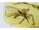 Dance fly, Empididae and Harvestman, Opiliones. Fossil inclusions in Baltic amber #8321