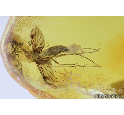 Fungus gnat Mycetophilidae with Eggs and Ant. Fossil insects in Baltic amber #8322