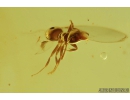 Fungus gnat Mycetophilidae with Eggs and Ant. Fossil insects in Baltic amber #8322