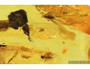 Nice, Rare  Fungus gnat Mycetophilidae Leiinae, Spider and More. Fossil inclusions in Baltic amber #8323