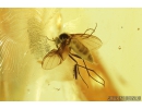Nice, Rare  Fungus gnat Mycetophilidae Leiinae, Spider and More. Fossil inclusions in Baltic amber #8323