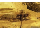 Crane fly, Tipulidae with Parasitic Larva. Fossil insects in Baltic amber #8324