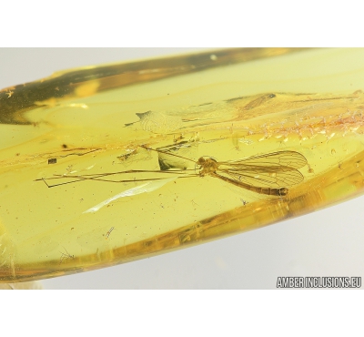 Crane Fly, Limoniidae. Fossil insect in Baltic amber #8325