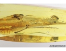 Crane Fly, Limoniidae. Fossil insect in Baltic amber #8325