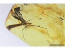 Crane fly Tipulidae with Mites Acari, and Moth Caterpillar Lepidoptera . Fossil insects in Baltic amber #8326
