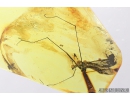 Crane fly Tipulidae with Mites Acari, and Moth Caterpillar Lepidoptera . Fossil insects in Baltic amber #8326