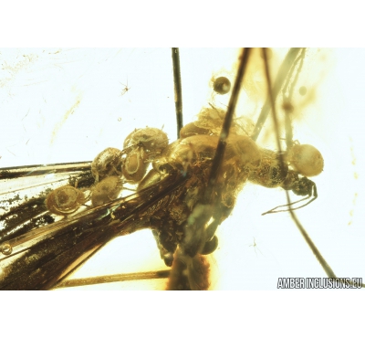 Crane fly Tipulidae with Mites Acari, and Moth Caterpillar Lepidoptera . Fossil insects in Baltic amber #8326