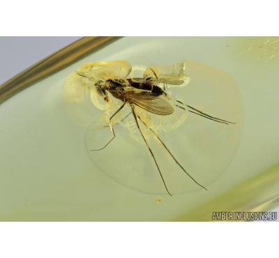 Long-legged fly, Dolichopodidae and Mite, Acari. Fossil inclusions in Baltic amber #8327