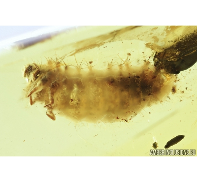 Probably Checkered beetle larva, Cleridae. Fossil insect in Baltic amber #8328