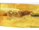 Probably Checkered beetle larva, Cleridae. Fossil insect in Baltic amber #8328