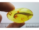 Big 30mm! Nice Leaf and Spider exuvia. Fossil inclusions in Ukrainian amber #8331