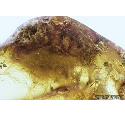 Rare Spider Cocoon with Spiders. Fossil inclusions in Baltic amber #8332