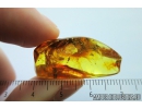 Rare Spider Cocoon with Spiders. Fossil inclusions in Baltic amber #8332