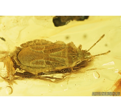 Very Nice Flat Bug Aradidae and Two Caddisflies Trichoptera . Fossil Inclusion in Baltic amber stone #8333