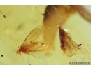 Very Nice Flat Bug Aradidae and Two Caddisflies Trichoptera . Fossil Inclusion in Baltic amber stone #8333