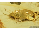 Very Nice Flat Bug Aradidae and Two Caddisflies Trichoptera . Fossil Inclusion in Baltic amber stone #8333