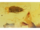Very Nice Flat Bug Aradidae and Two Caddisflies Trichoptera . Fossil Inclusion in Baltic amber stone #8333