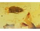 Very Nice Flat Bug Aradidae and Two Caddisflies Trichoptera . Fossil Inclusion in Baltic amber stone #8333