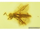 Parasitic Wasp Scelionidae Platygastroidea Hymenoptera wit Mite Acari and More. Fossil inclusions in Baltic amber #8342