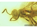 Parasitic Wasp Scelionidae Platygastroidea Hymenoptera wit Mite Acari and More. Fossil inclusions in Baltic amber #8342