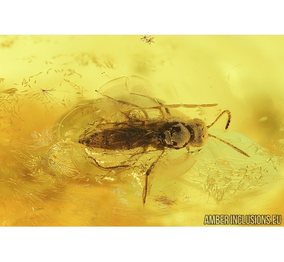 Chalcid Wasp, Chalcidoidea, Cocoon and Fly . Fossil inclusions in Baltic amber #8346