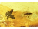 Chalcid Wasp, Chalcidoidea, Cocoon and Fly . Fossil inclusions in Baltic amber #8346