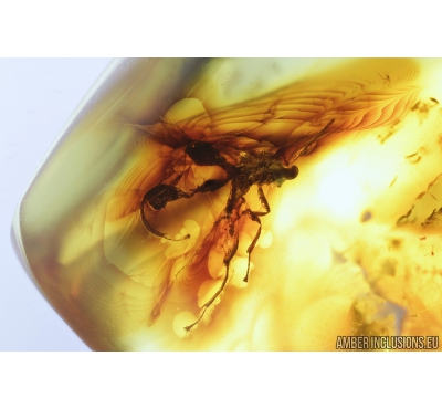 Rare Wasp, Chalcididae. Fossil inclusion in Baltic amber #8350