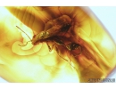 Rare Wasp, Chalcididae. Fossil inclusion in Baltic amber #8350
