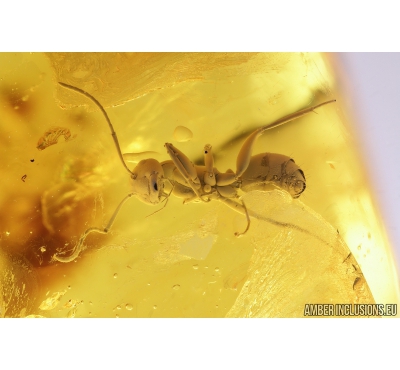 Very Nice Ant, Hymenoptera, Formicidae,Camponotus, Fossil inclusion in Ukrainian amber #8353