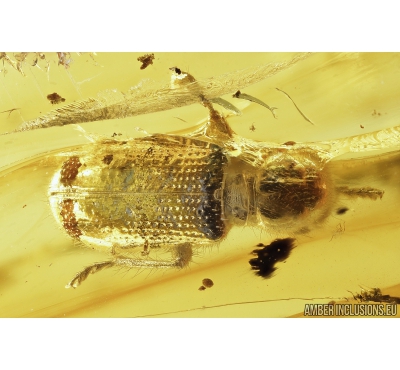 Checkered beetle, Cleridae. Fossil insect in Baltic amber #8357