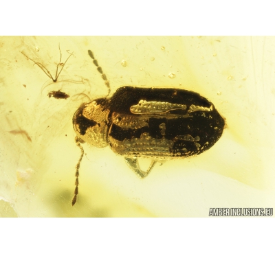 Leaf beetle, Chrysomelidae. Fossil insect in Baltic amber #8358