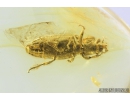 Very Nice, Rare Dry bark Beetle, Bothrideridae, Pseudobothrideres rugiorum. Fossil insect in Baltic amber #8366