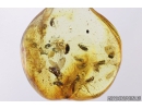 7 Rare Round fungus Beetles, Leiodidae, Cholevinae and More. Fossil insects in Baltic amber #8367