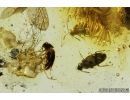 7 Rare Round fungus Beetles, Leiodidae, Cholevinae and More. Fossil insects in Baltic amber #8367