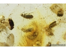 7 Rare Round fungus Beetles, Leiodidae, Cholevinae and More. Fossil insects in Baltic amber #8367