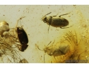 7 Rare Round fungus Beetles, Leiodidae, Cholevinae and More. Fossil insects in Baltic amber #8367