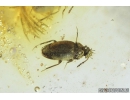 7 Rare Round fungus Beetles, Leiodidae, Cholevinae and More. Fossil insects in Baltic amber #8367